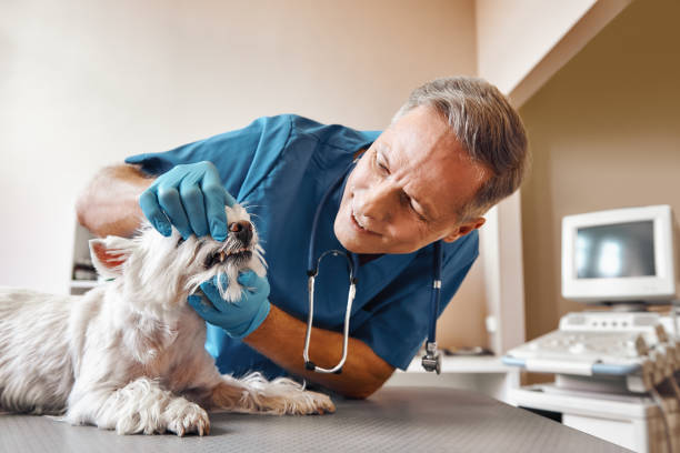 Best Emergency Treatment for Dental Infections or Abscesses in Scow Mills, MO